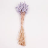 Lagurus ovatus, (Bunny Tails), Dried, Lilac, Bunch