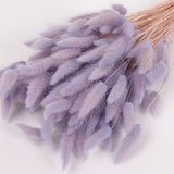 Lagurus ovatus, (Bunny Tails), Dried, Lilac, Bunch