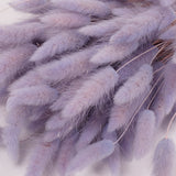 Lagurus ovatus, (Bunny Tails), Dried, Lilac, Bunch