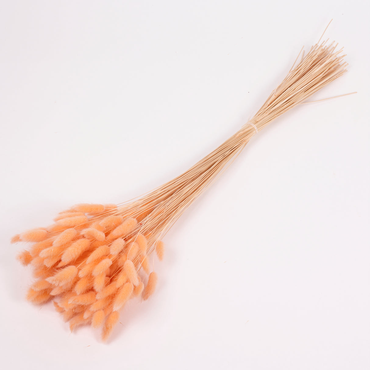 Lagurus ovatus, (Bunny Tails), Dried, Peach, Bunch