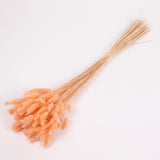Lagurus ovatus, (Bunny Tails), Dried, Peach, Bunch