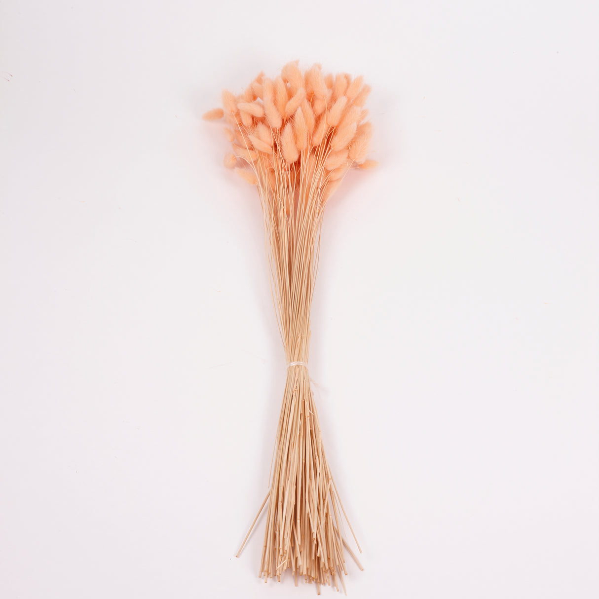 Lagurus ovatus, (Bunny Tails), Dried, Peach, Bunch