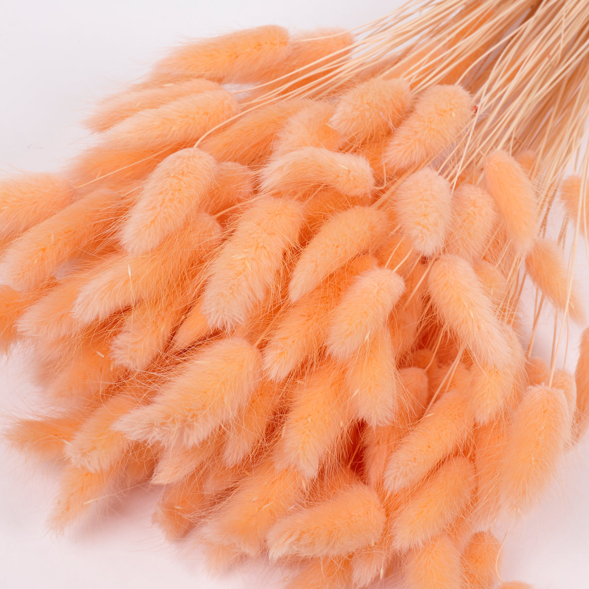 Lagurus ovatus, (Bunny Tails), Dried, Peach, Bunch