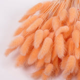 Lagurus ovatus, (Bunny Tails), Dried, Peach, Bunch