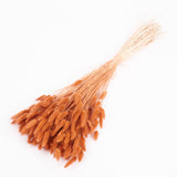 Lagurus ovatus, (Bunny Tails), Dried, Terracotta, Bunch