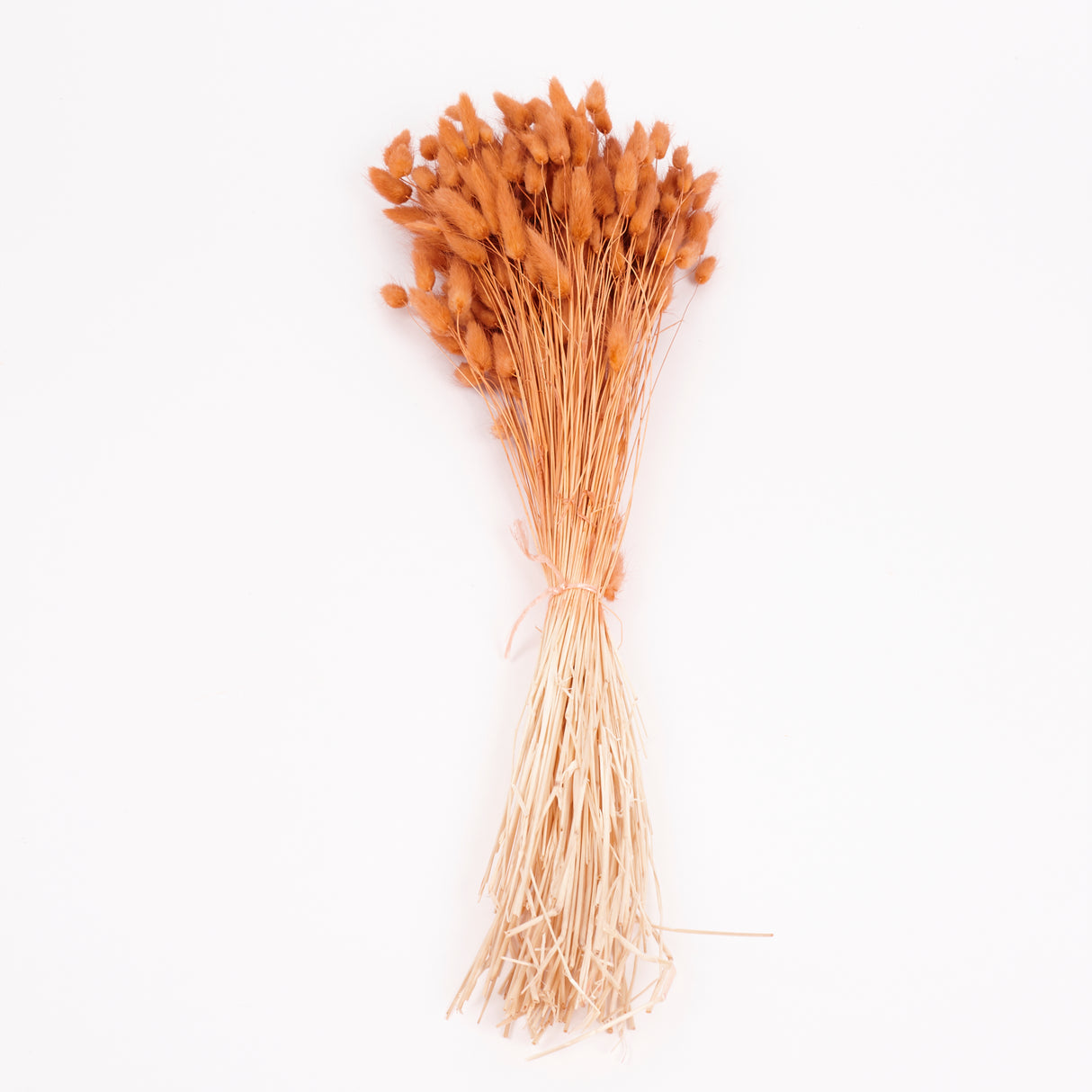 Lagurus ovatus, (Bunny Tails), Dried, Terracotta, Bunch