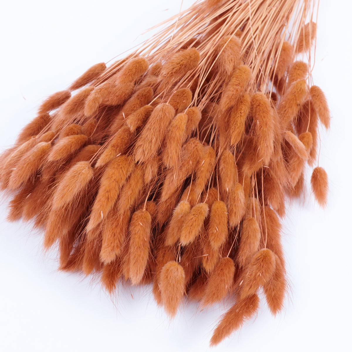 Lagurus ovatus, (Bunny Tails), Dried, Terracotta, Bunch