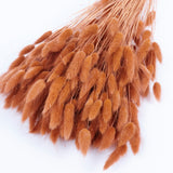 Lagurus ovatus, (Bunny Tails), Dried, Terracotta, Bunch
