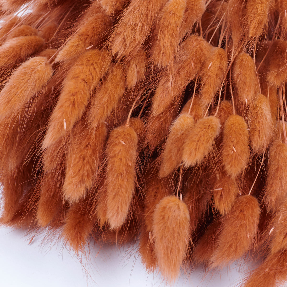 Lagurus ovatus, (Bunny Tails), Dried, Terracotta, Bunch