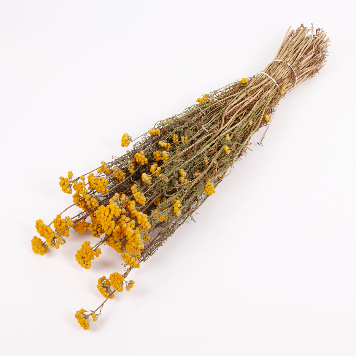 Lonas (ageratum), Dried, Natural Yellow, Bunch
