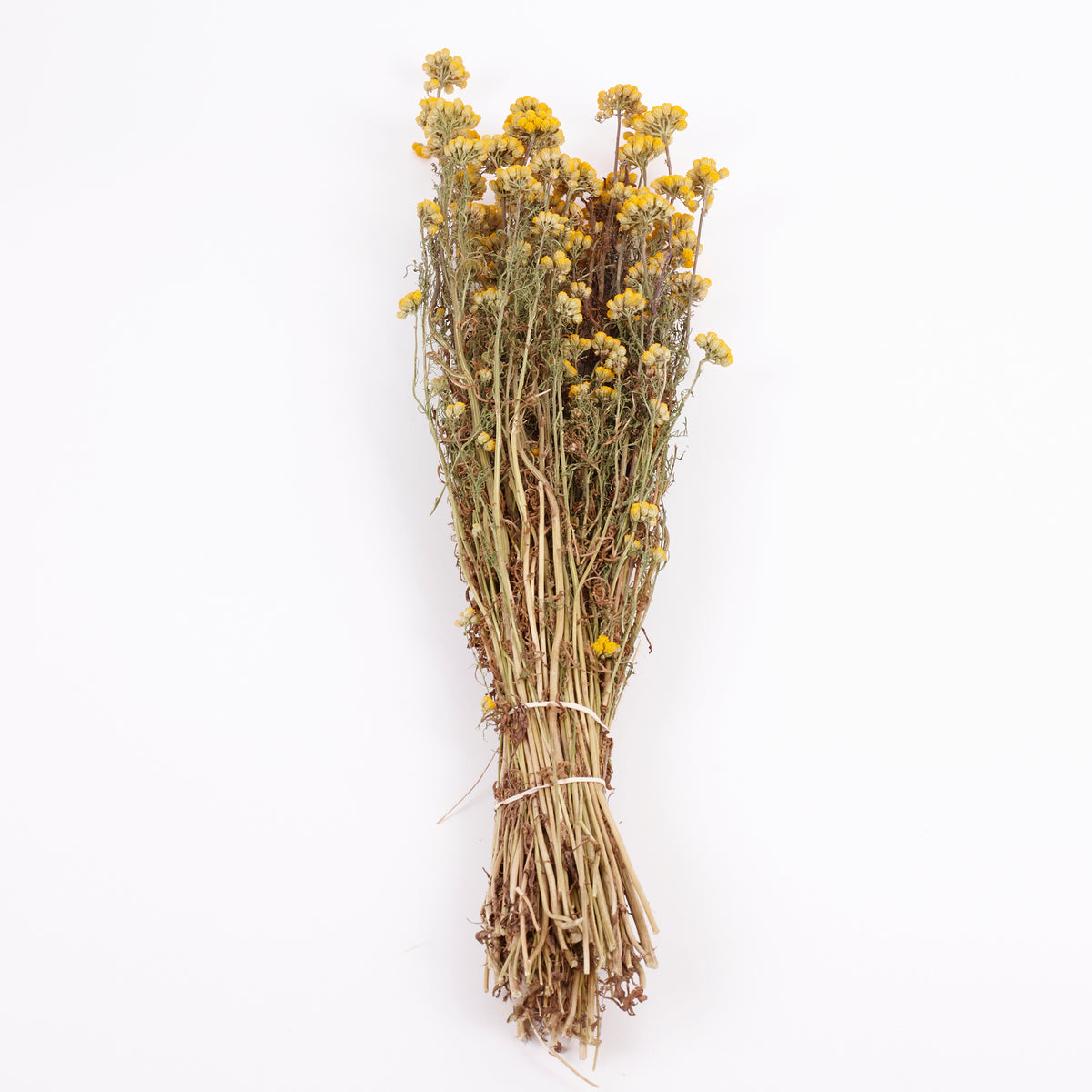 Lonas (ageratum), Dried, Natural Yellow, Bunch