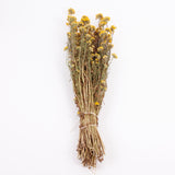Lonas (ageratum), Dried, Natural Yellow, Bunch