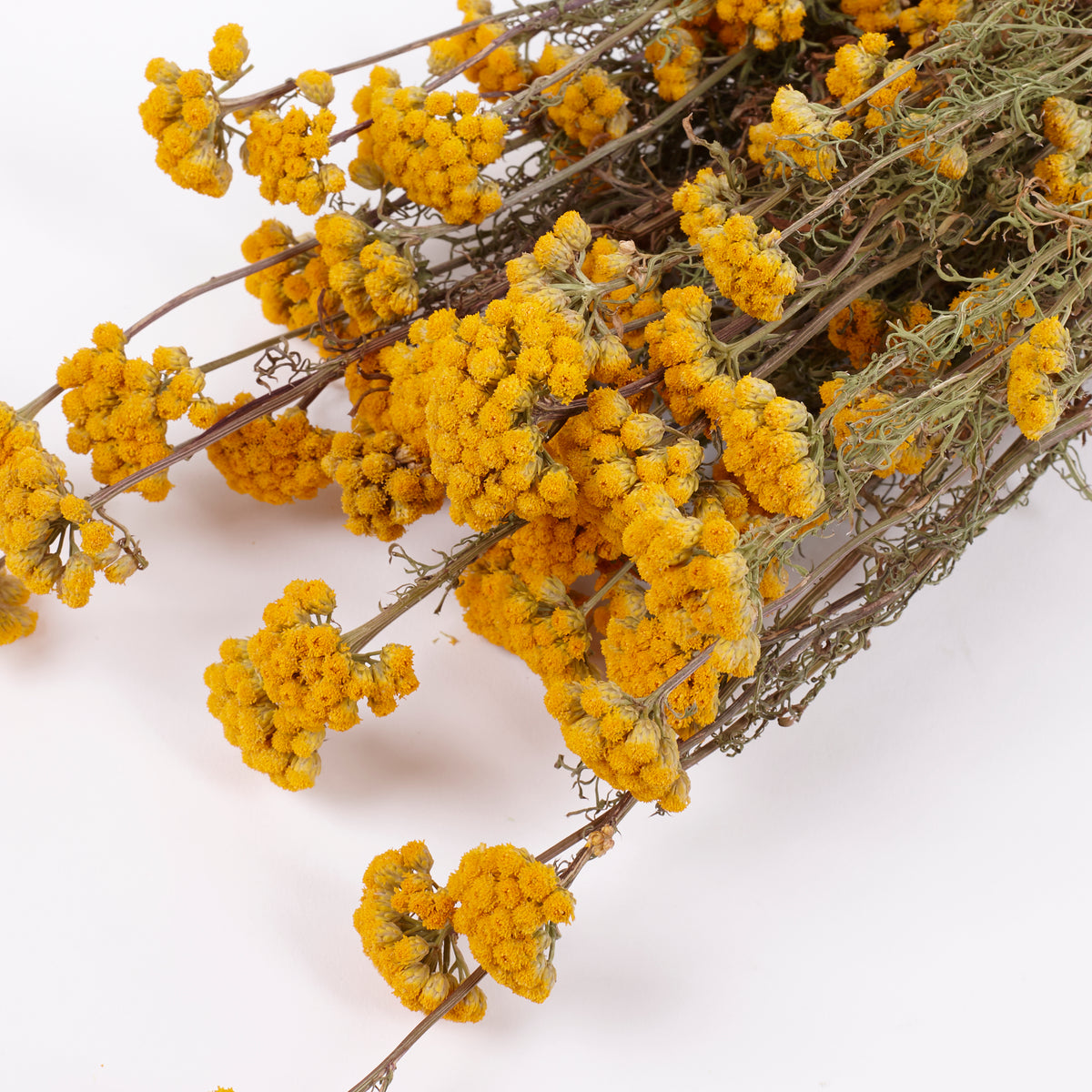 Lonas (ageratum), Dried, Natural Yellow, Bunch