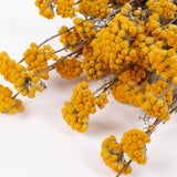 Lonas (ageratum), Dried, Natural Yellow, Bunch
