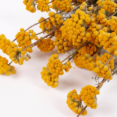 Lonas (ageratum), Dried, Natural Yellow, Bunch