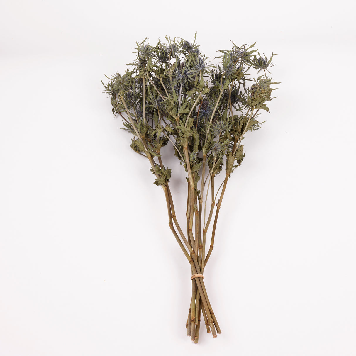 Eryngium, Orion, Natural Blue, Bunch