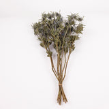 Eryngium, Orion, Natural Blue, Bunch