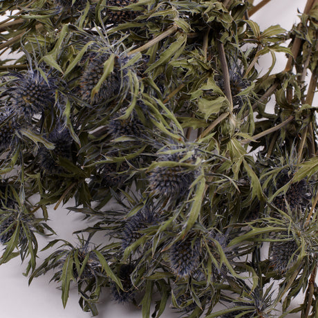 Eryngium, Orion, Natural Blue, Bunch