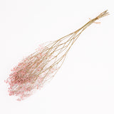 Gypsophila, Dried, Natural Pink, 5 Stem Bunch