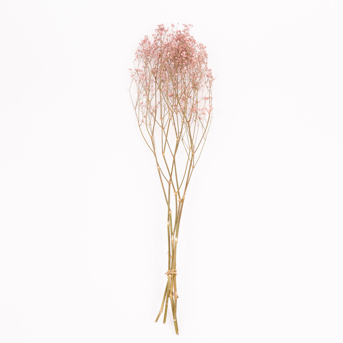 Gypsophila, Dried, Natural Pink, 5 Stem Bunch