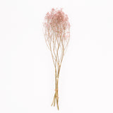 Gypsophila, Dried, Natural Pink, 5 Stem Bunch