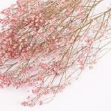 Gypsophila, Dried, Natural Pink, 5 Stem Bunch