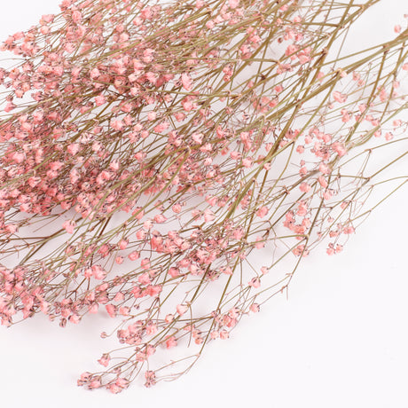 Gypsophila, Dried, Natural Pink, 5 Stem Bunch