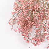 Gypsophila, Dried, Natural Pink, 5 Stem Bunch