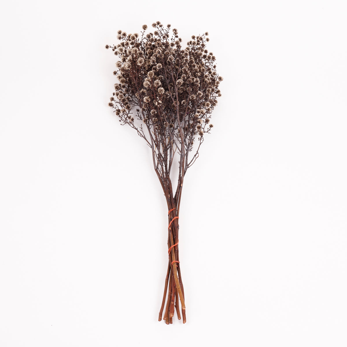 Stirlingia latifolia, Natural White, Bunch