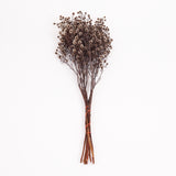 Stirlingia latifolia, Natural White, Bunch