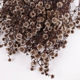 Stirlingia latifolia, Natural White, Bunch