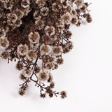 Stirlingia latifolia, Natural White, Bunch