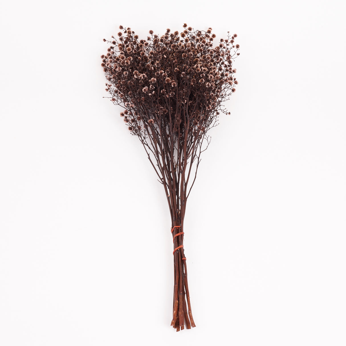Stirlingia latifolia, Antique Pink, Bunch
