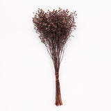 Stirlingia latifolia, Antique Pink, Bunch