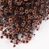 Stirlingia latifolia, Antique Pink, Bunch