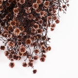 Stirlingia latifolia, Antique Pink, Bunch