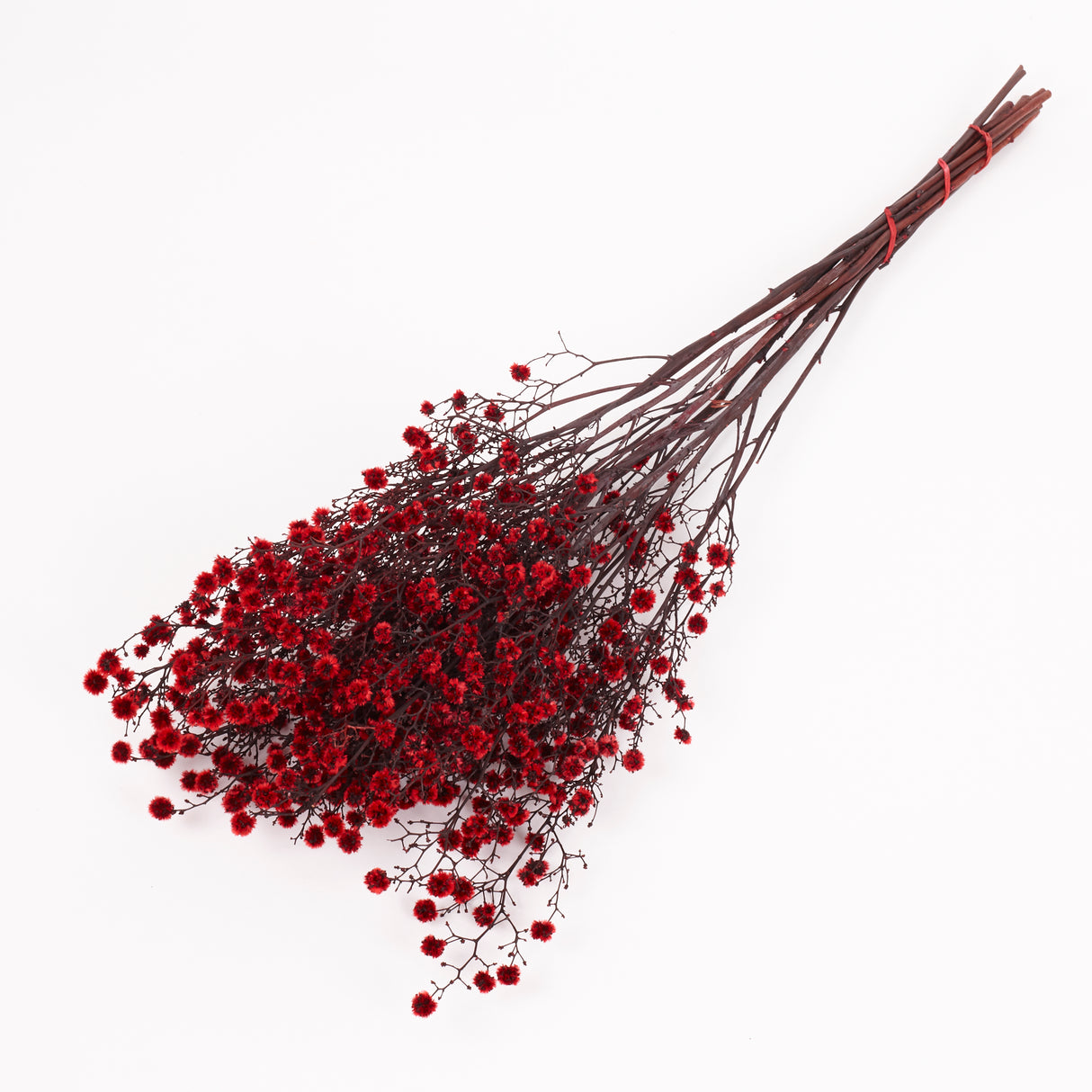 Stirlingia latifolia, Xmas Red, Bunch