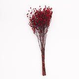 Stirlingia latifolia, Xmas Red, Bunch