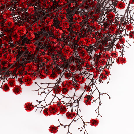 Stirlingia latifolia, Xmas Red, Bunch