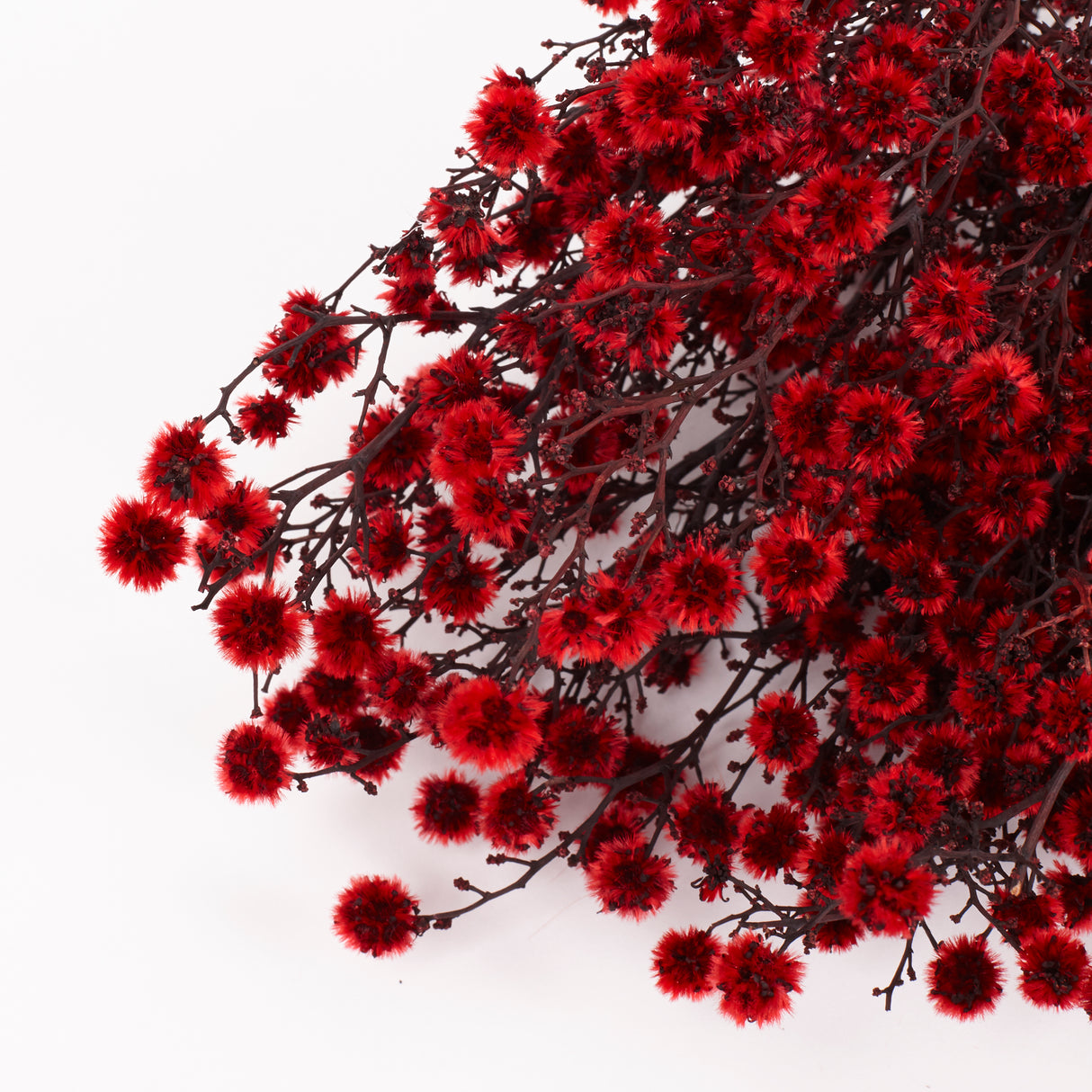 Stirlingia latifolia, Xmas Red, Bunch