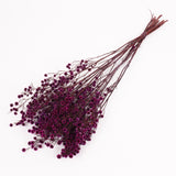 Stirlingia latifolia, Fuchsia, Bunch