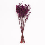 Stirlingia latifolia, Fuchsia, Bunch