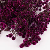 Stirlingia latifolia, Fuchsia, Bunch