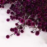 Stirlingia latifolia, Fuchsia, Bunch