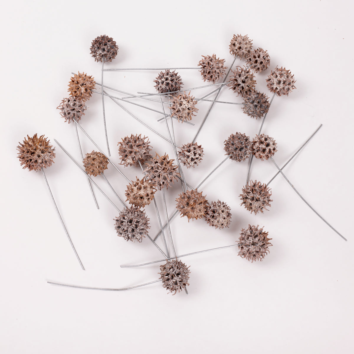 Sweetgum Pods, Whitewashed, on Wire, Pack x 25
