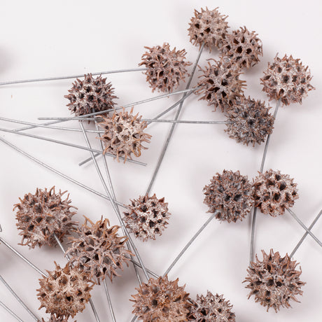 Sweetgum Pods, Whitewashed, on Wire, Pack x 25