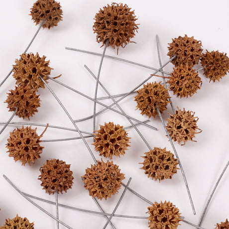 Sweetgum Pods, Natural, on Wire, Pack x 25