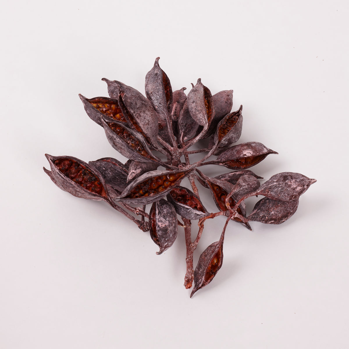 Brachychiton Pods, Orange with Frost, Pack x 100g