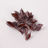 Brachychiton Pods, Orange with Frost, Pack x 100g