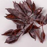 Brachychiton Pods, Orange with Frost, Pack x 100g